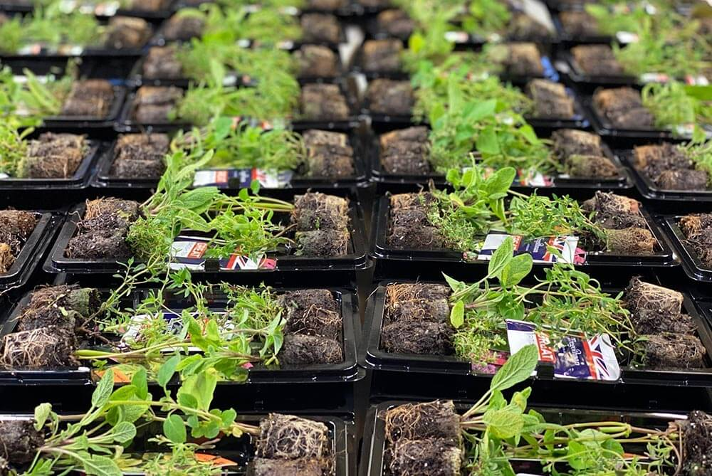 Grow Tea At Home!