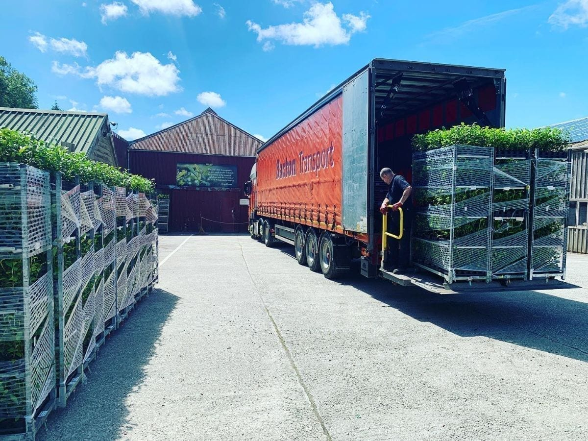 Tea Moving Day!