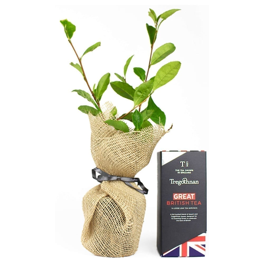 Tea Bush and Loose Leaf Tea Gift Sets