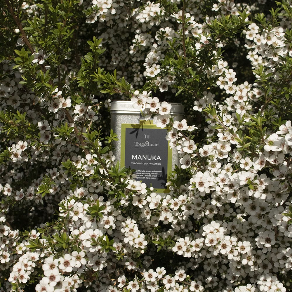 Manuka - 15 Pyramid Bags