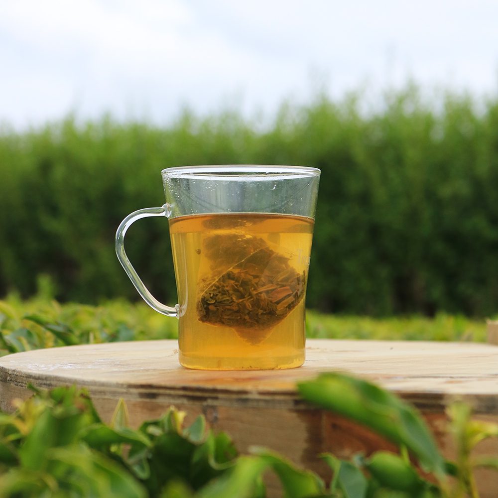 Green Tea - 100 Pyramid Bags