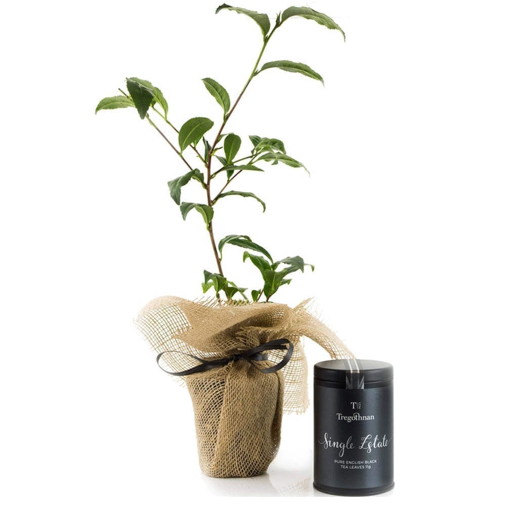 Tea Bush and Black Single Estate Tea Gift Set