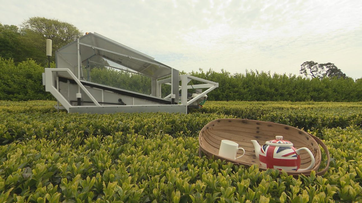Invention could revolutionise how tea leaves are picked