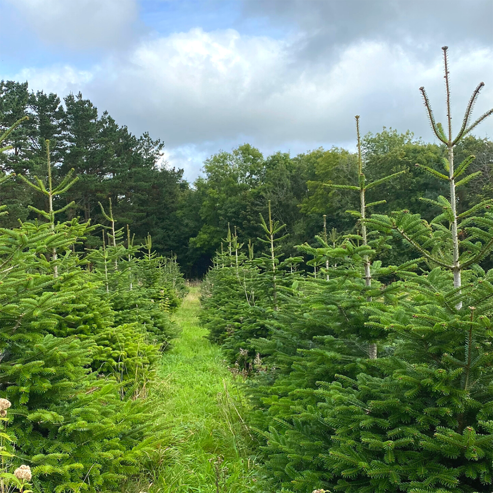 Christmas Tree Booking