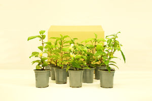 12 Tea Bushes Gift Set