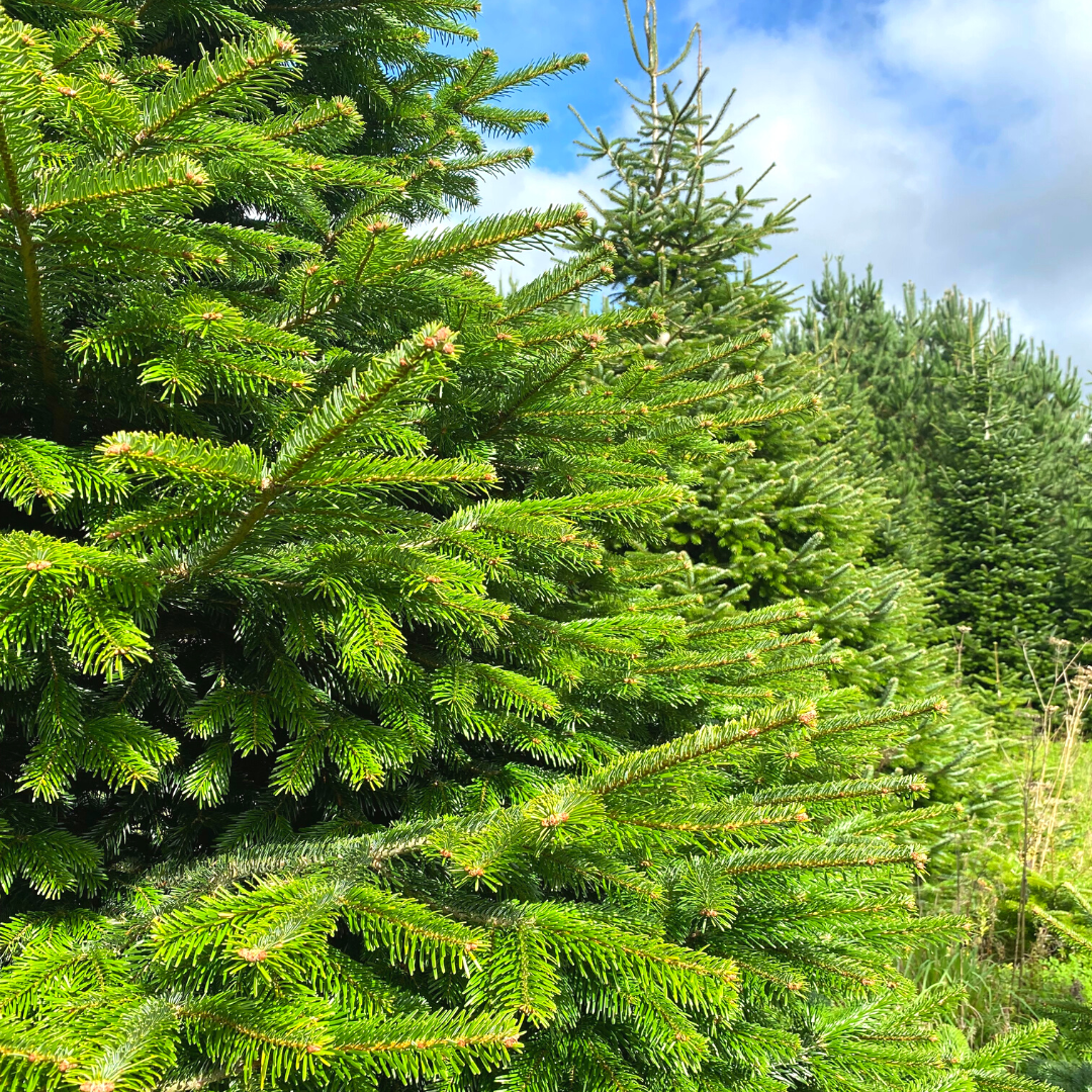 Christmas Tree Booking