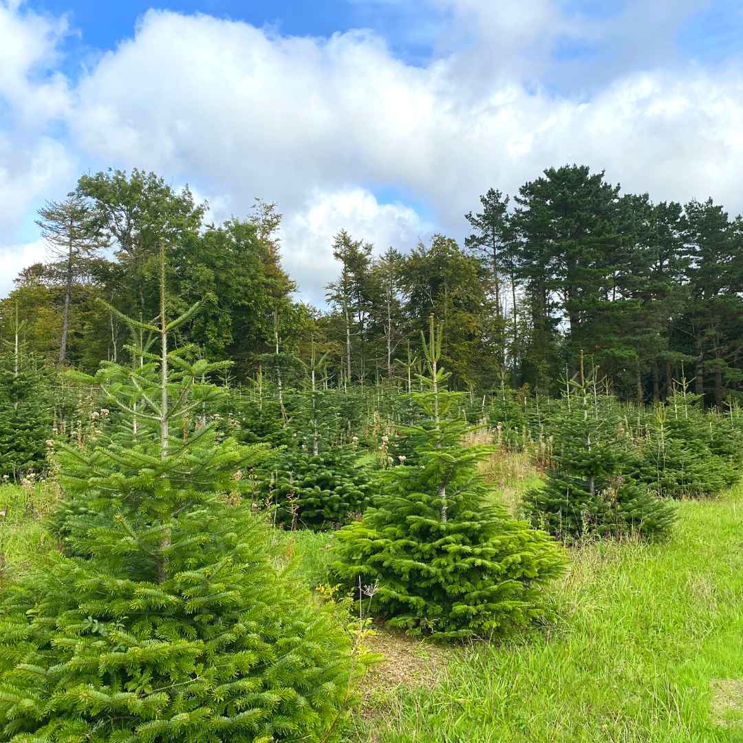 Christmas Tree Booking