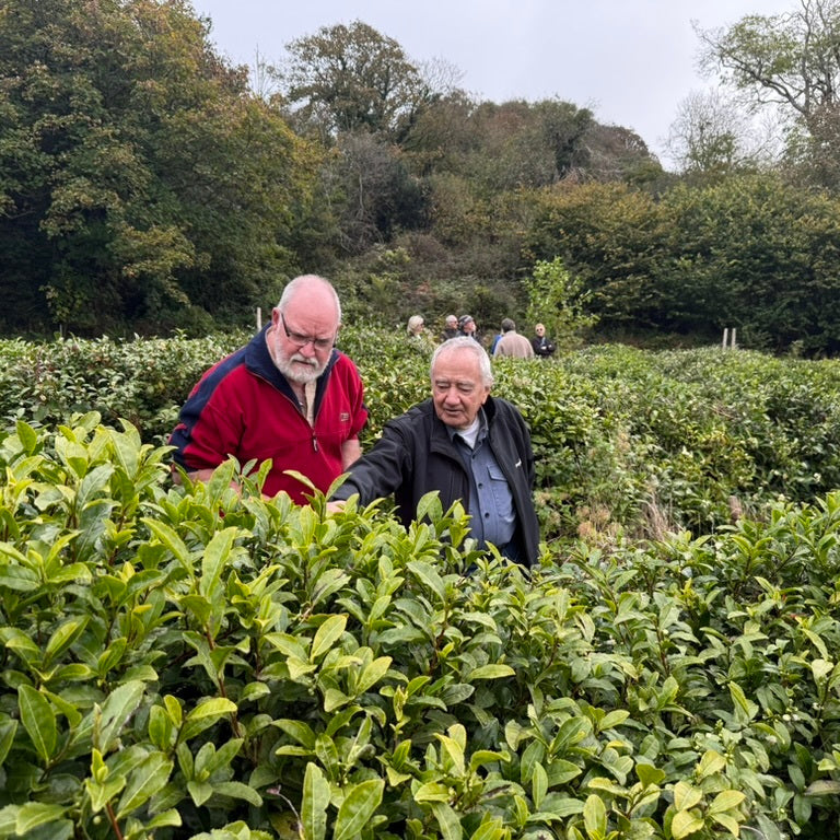 The Tea Growers Guide (Group)