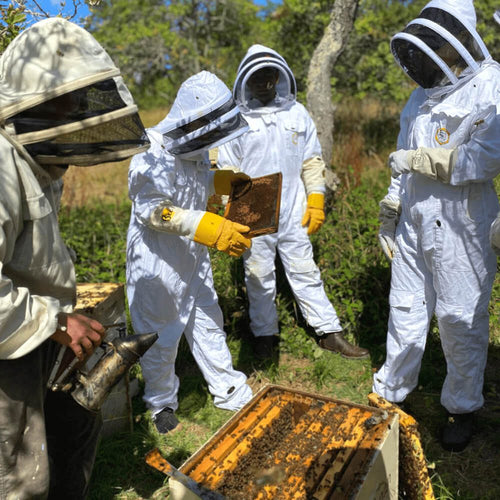 Beekeeping Course Tregothnan