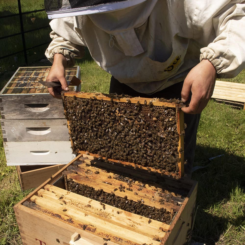 Cornish (Estate Floral) Honey - 113g