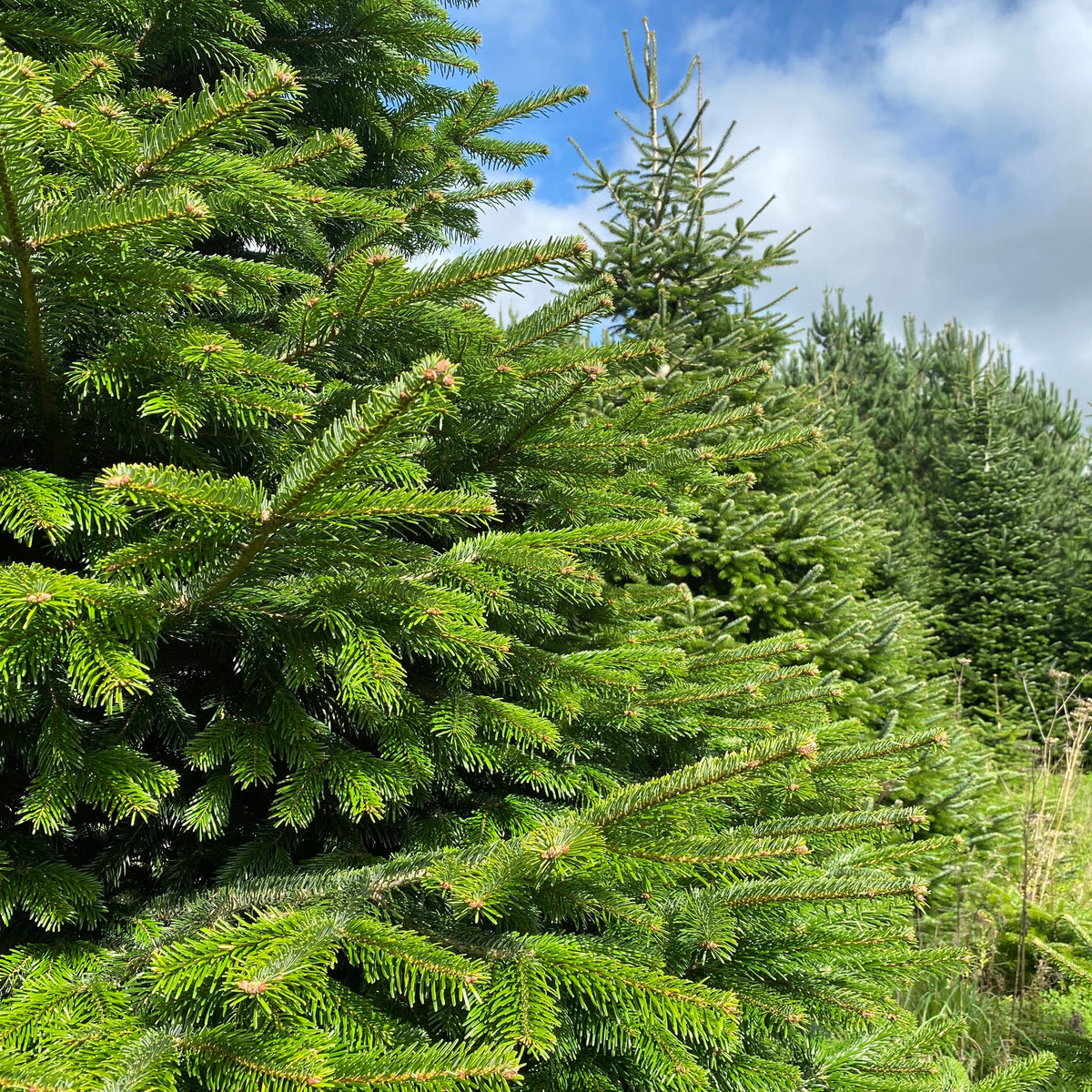 Christmas Tree Booking