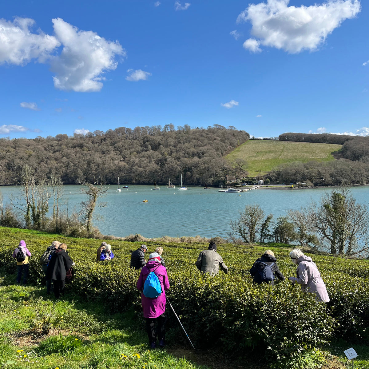 River Garden Tea Tour, Tasting