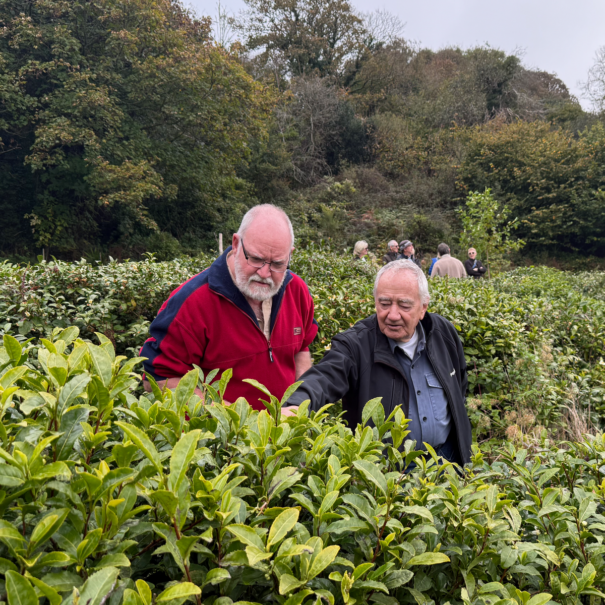 Tea School Masterclass