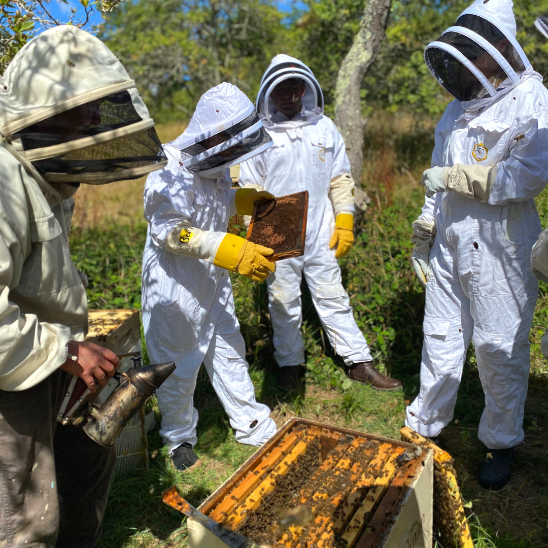 Beekeeping Workshop  - Full day
