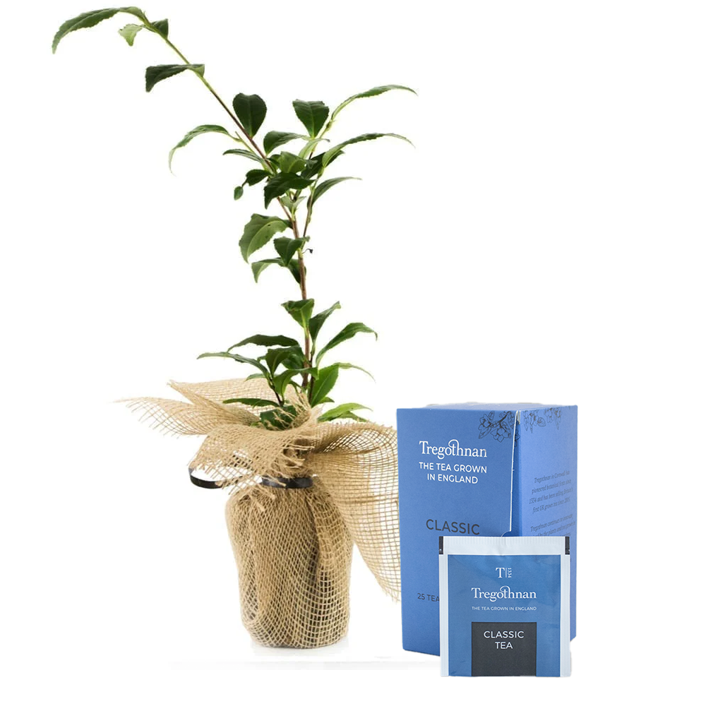 Tea Bush and 25 Tea Bag Box