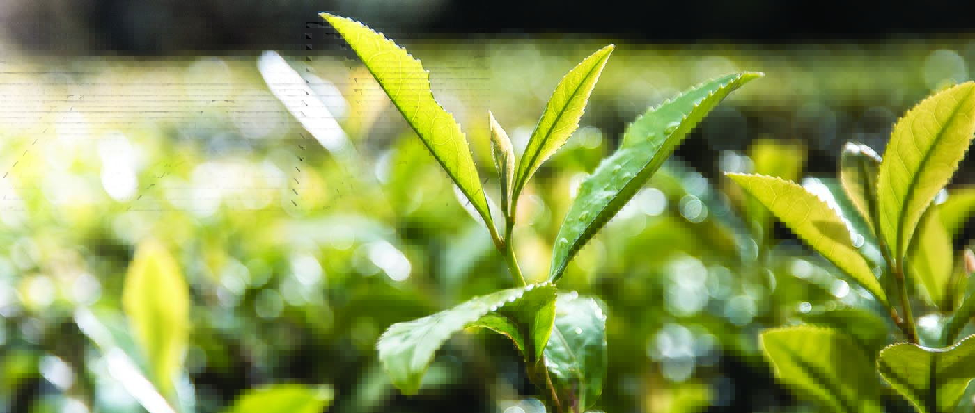 Our Tea Story Tregothnan