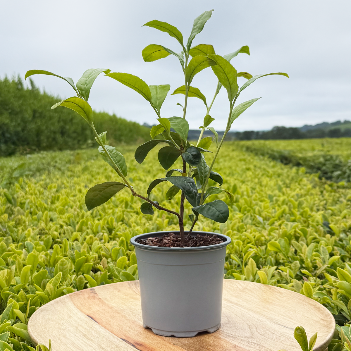Large Tea Bush Gift with Care notes
