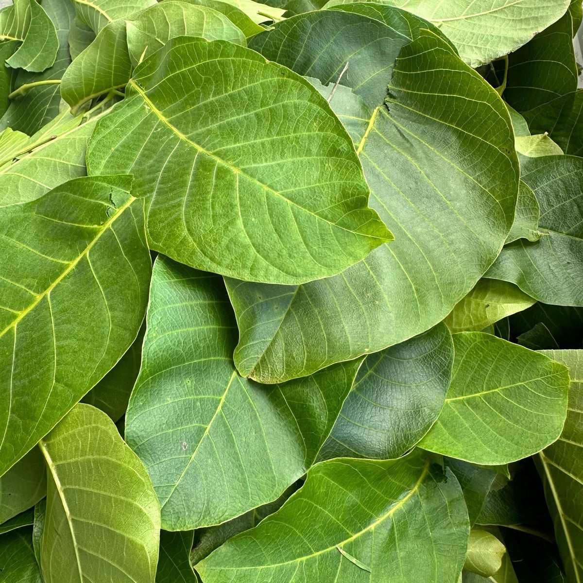 Walnut Leaf Herbal Tea Loose 50g