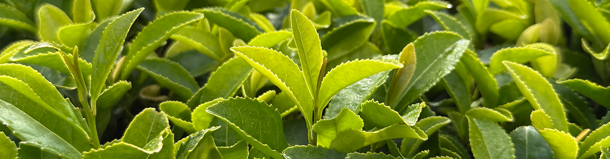 Tea Bushes – Tregothnan