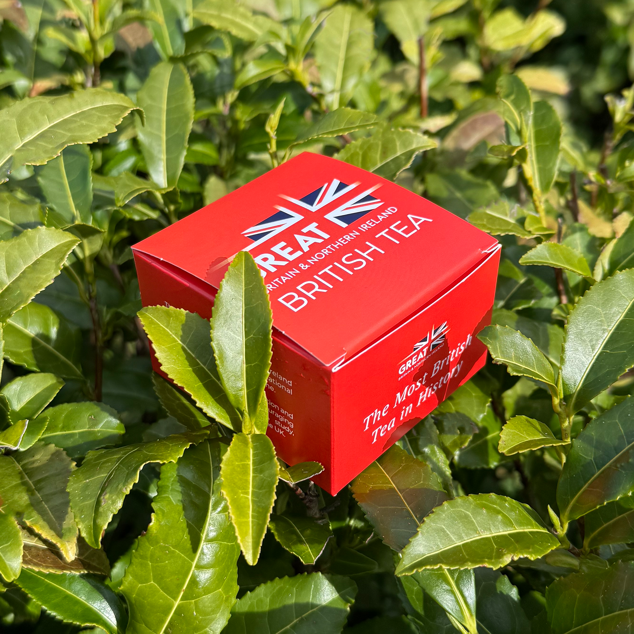 Great British 8 Tea Sachet Gift Box – Tregothnan Great British 8 Tea Sachet Gift Box – Tregothnan