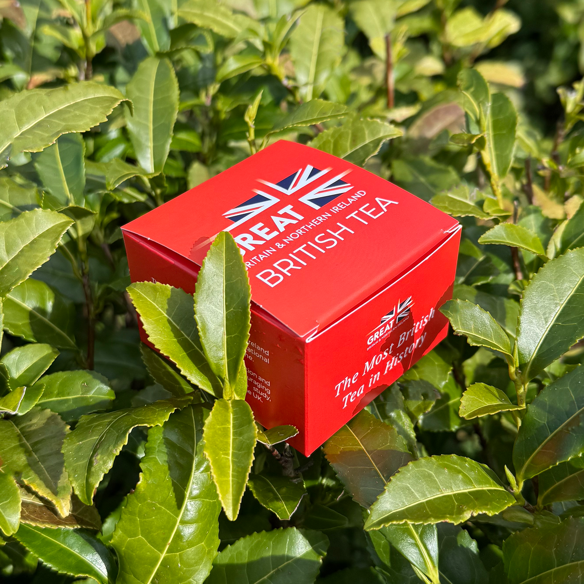 Great British 8 Tea Sachet Gift Box