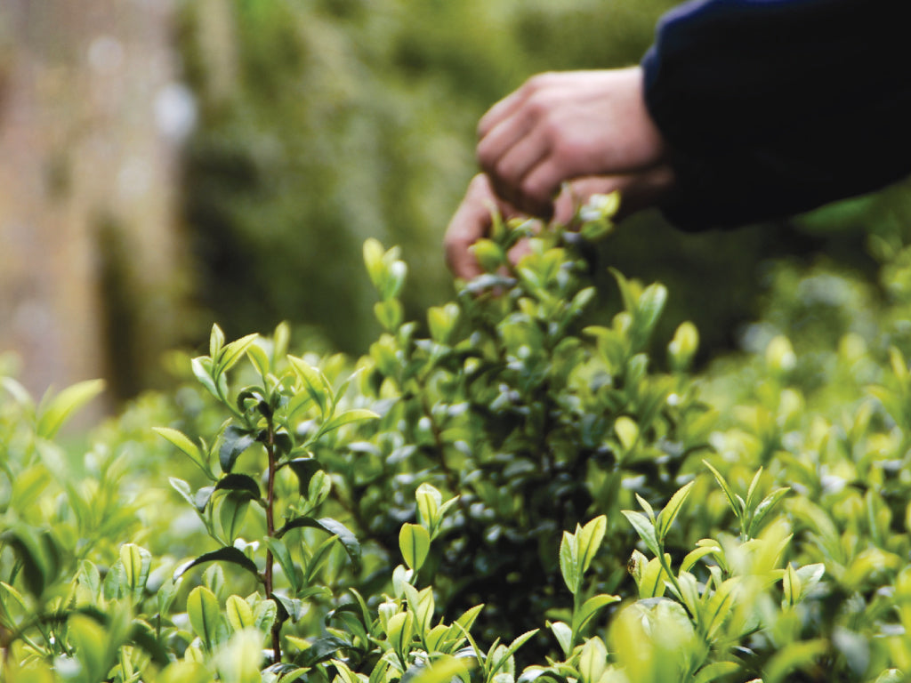 Tea Tips – Tregothnan