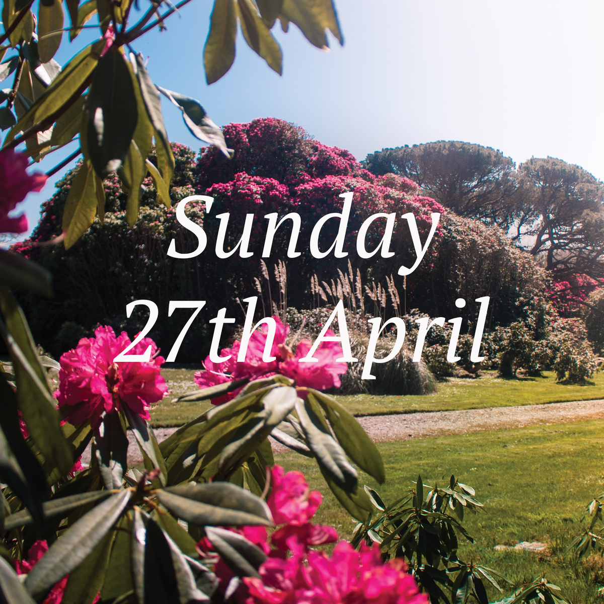 Ticket to Tregothnans Private Garden Opening 2025 – Sunday 27th April 2025