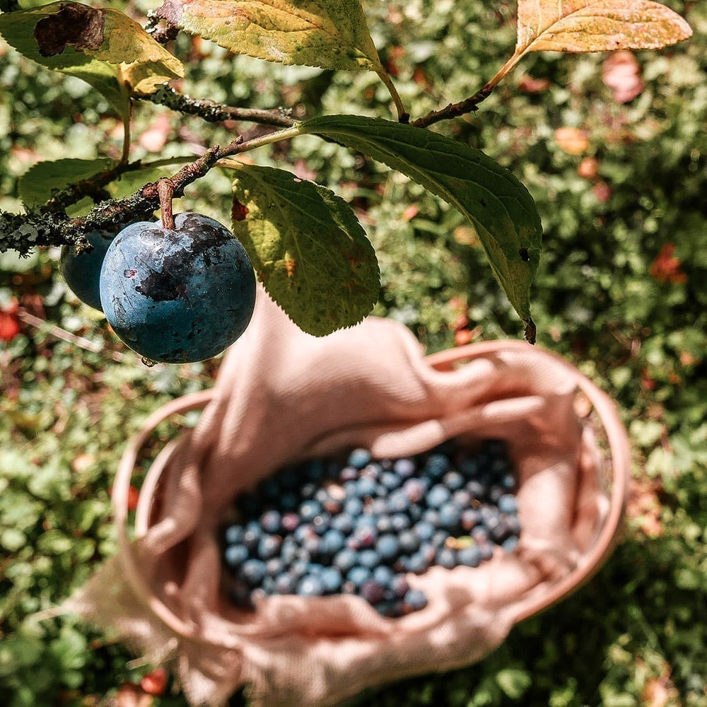 Pre order Frozen Kea Plums (6kg) Tregothnan