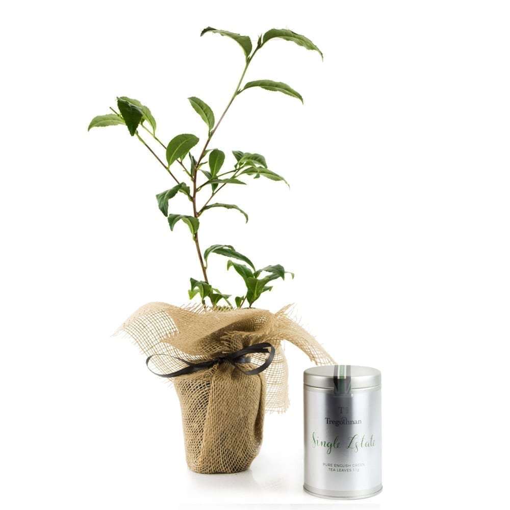 Tea Bush and Green Single Estate Tea Gift Set
