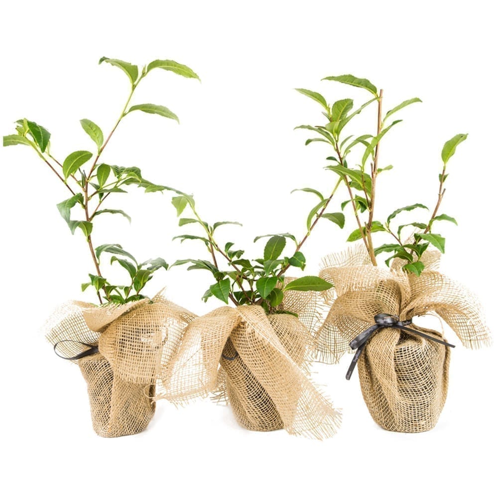 Trio of Tea Bushes Gift Set