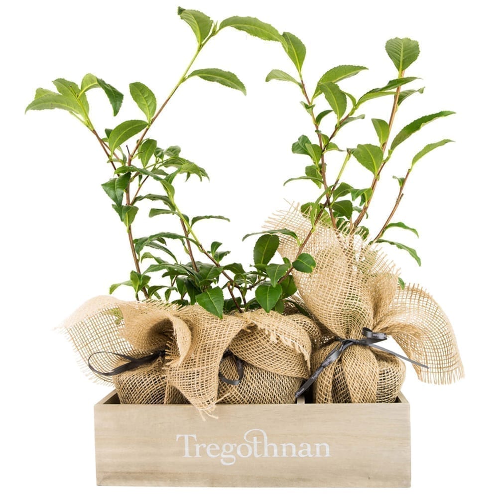 Trio of Tea Bushes and Tray Gift Set